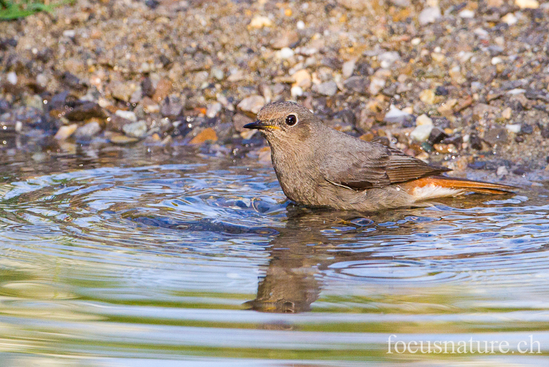 Rougequeue noir 3276.jpg - Rougequeue noirPhoenicurus ochrurosBlack Redstart (Ermitage, Genève, Suisse, mars 2012), profitant de notre grand étang pour prendre un bain!